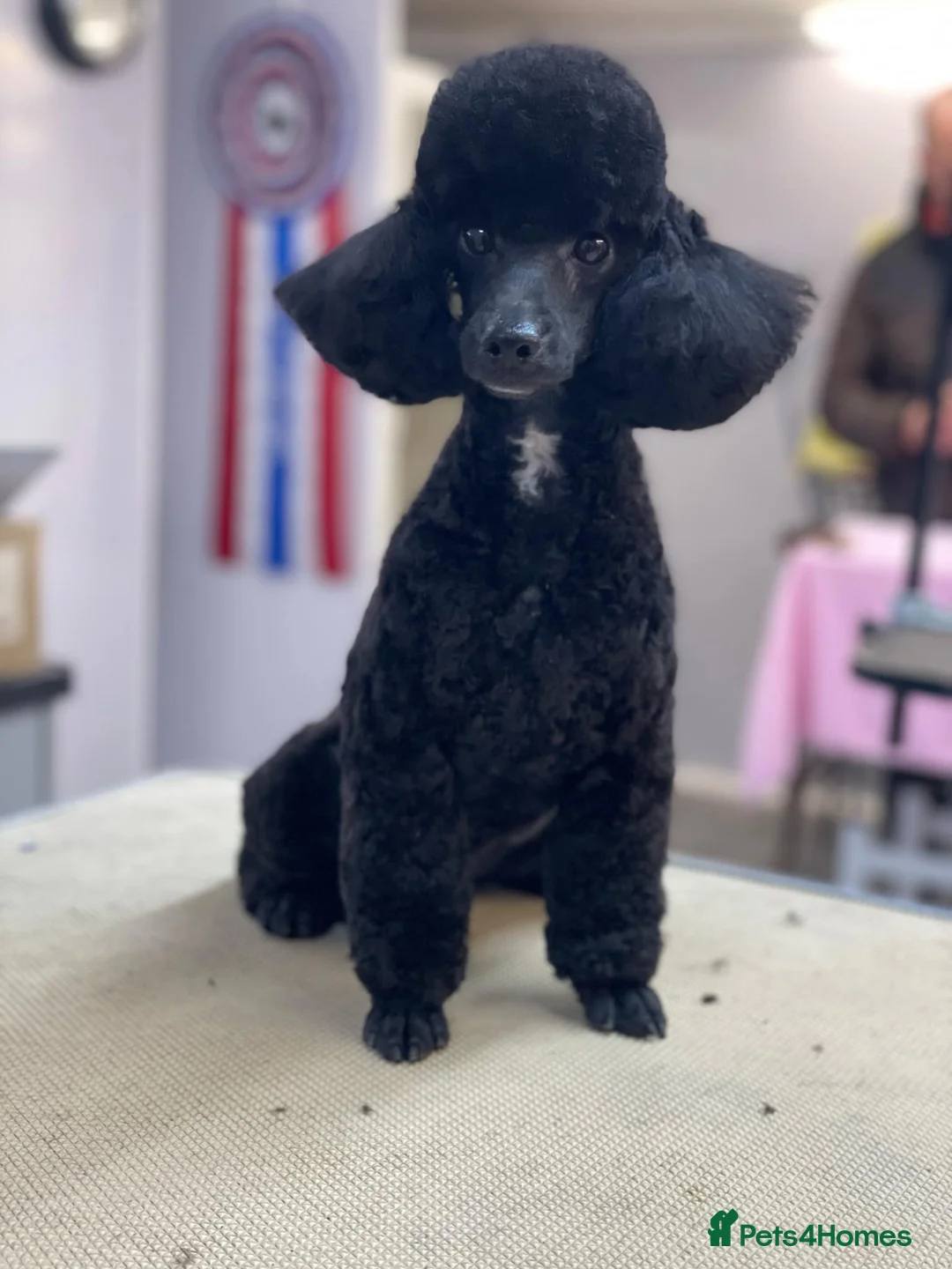 Toy Poodle dogs for sale: Kc registered Toy Poodle pure breed - Advert 2