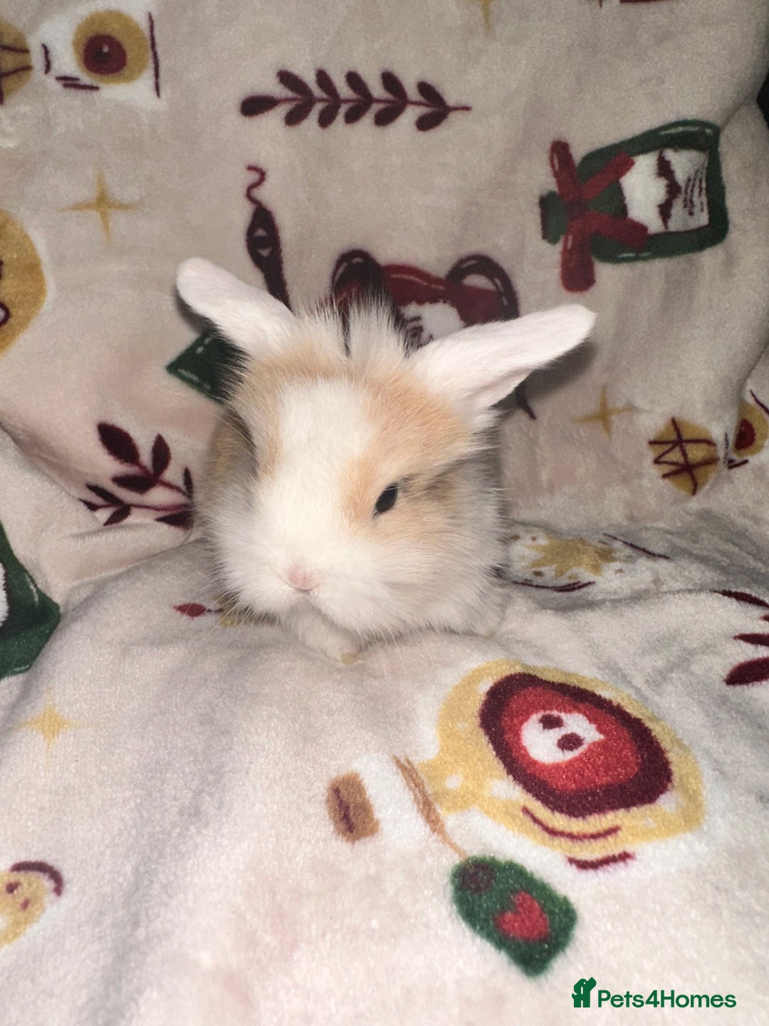 Mini Lop rabbits for sale: Adorable Baby Mini Lops Looking for Loving Homes - Advert 10