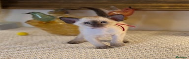 Siamese  Kitten 1