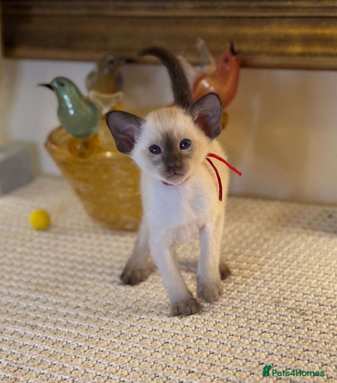 Oriental cats for sale: Superb TICA Registered Siamese & Oriental Babies - Advert 9