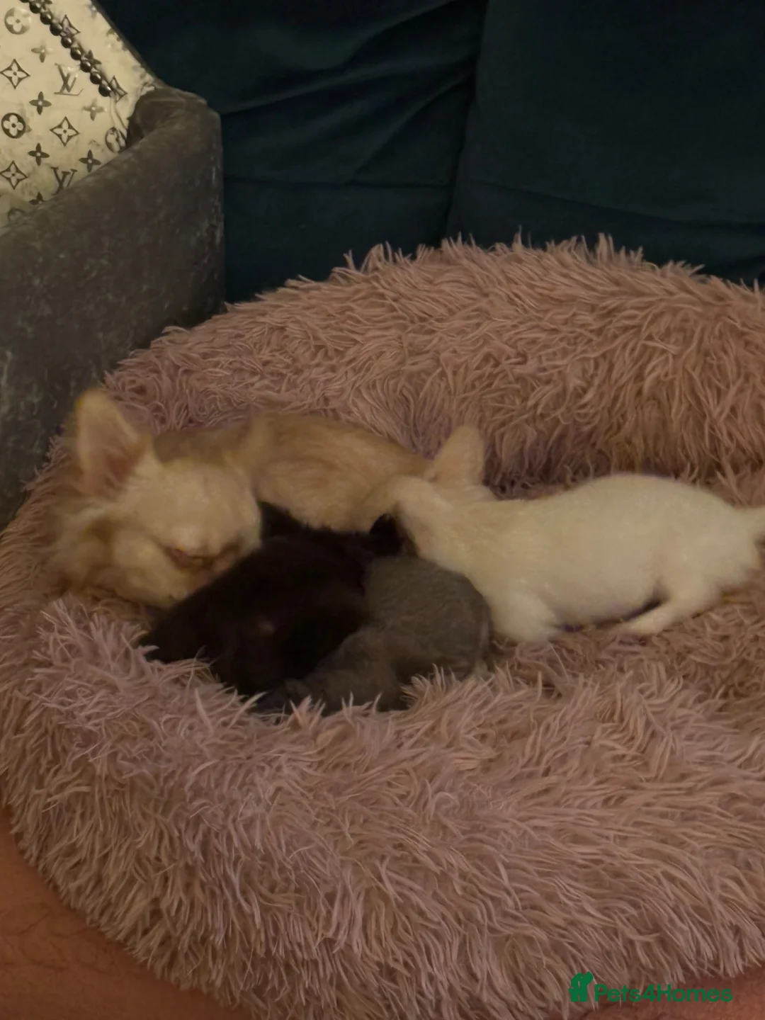 Chihuahua dogs for sale: RKC LC CHIHUAHUA MALE - Advert 7