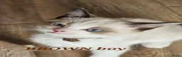 Ragdoll cats for sale: Friendly and playfull Ragdoll x  - Advert 30