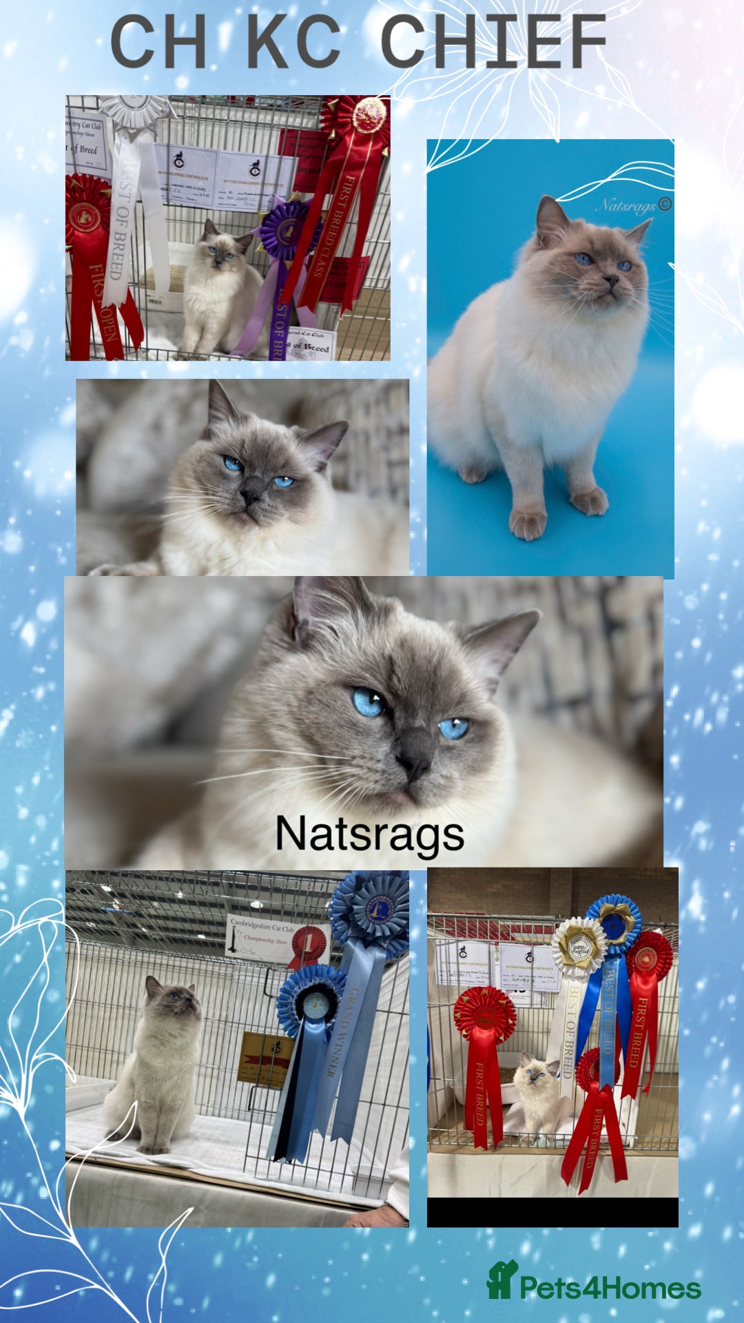 Ragdoll cats 🏆Gccf stunning ragdoll kittens (GRCH PARENTS 🥇) - Advert 2