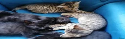 Mixed Breed cats for sale: 🐾 Gorgeous Tabby & Black Kittens – Ready Now! 🐾 - Advert 6