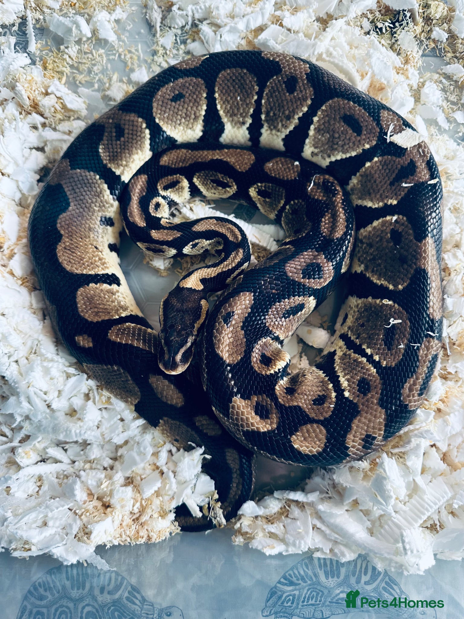 Python Snake reptiles Adult Male Royal Python  - Advert 1