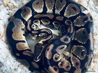 Python Snake reptiles Adult Male Royal Python - Advert 1