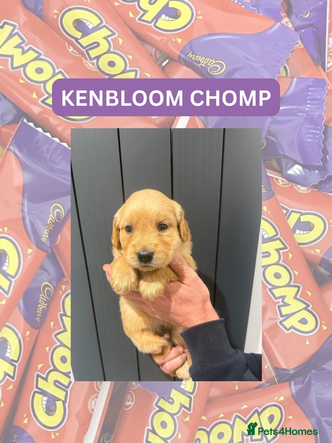 Golden Retriever dogs for sale: KC Dark Golden Retrievers 🧬 Health Tested Parents - Advert 4