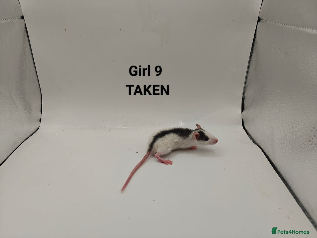 Rat rodents for sale: OCT: 32 Rats (2 Rats: 2 Boys Left) - Advert 20