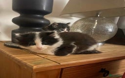 Mixed Breed cats for sale: four Gorgeous kittens looking for a loving home  - Image 5