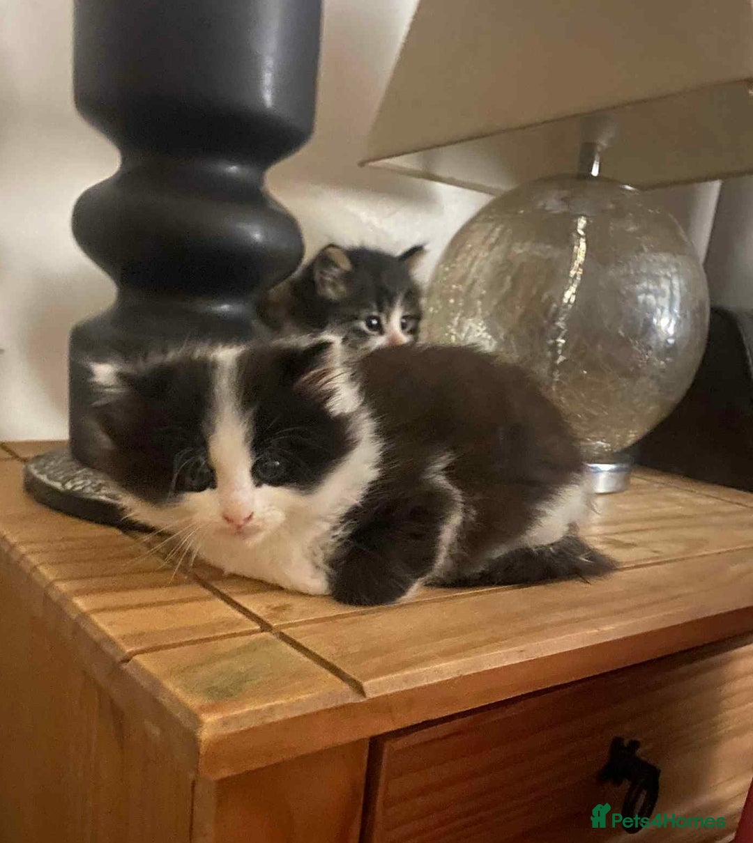 Mixed Breed cats for sale: four Gorgeous kittens looking for a loving home  - Image 5