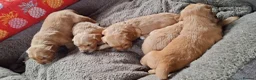 Golden Retriever dogs for sale: KC registered golden retriever pups  - Advert 13