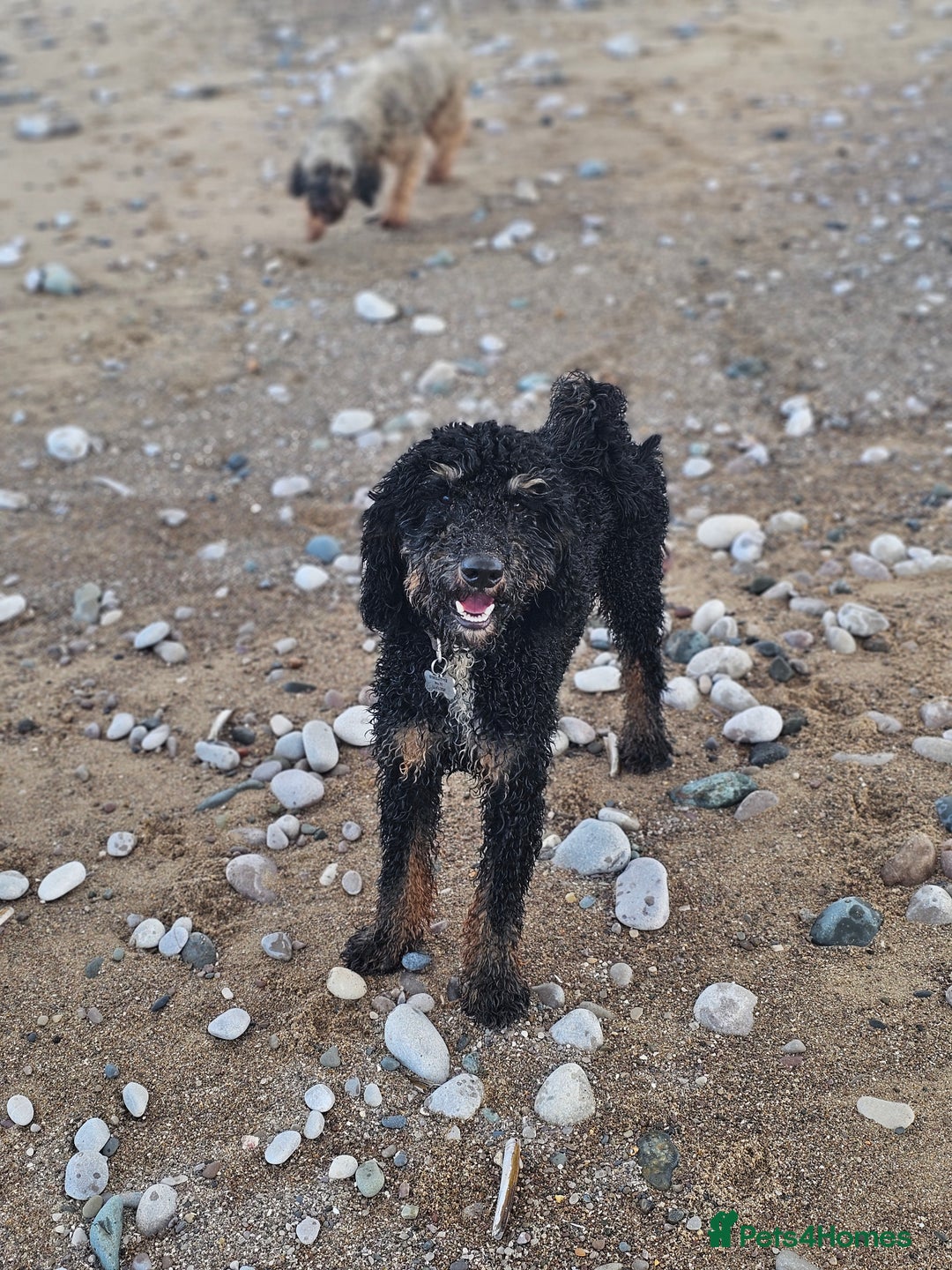 Miniature Poodle dogs for stud: KC Registered Miniature Poodle in Wrexham - Image 8