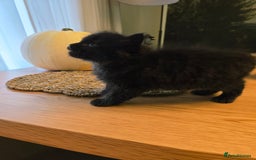 Mixed Breed cats for sale: Mixed black female kittens  - Image 5