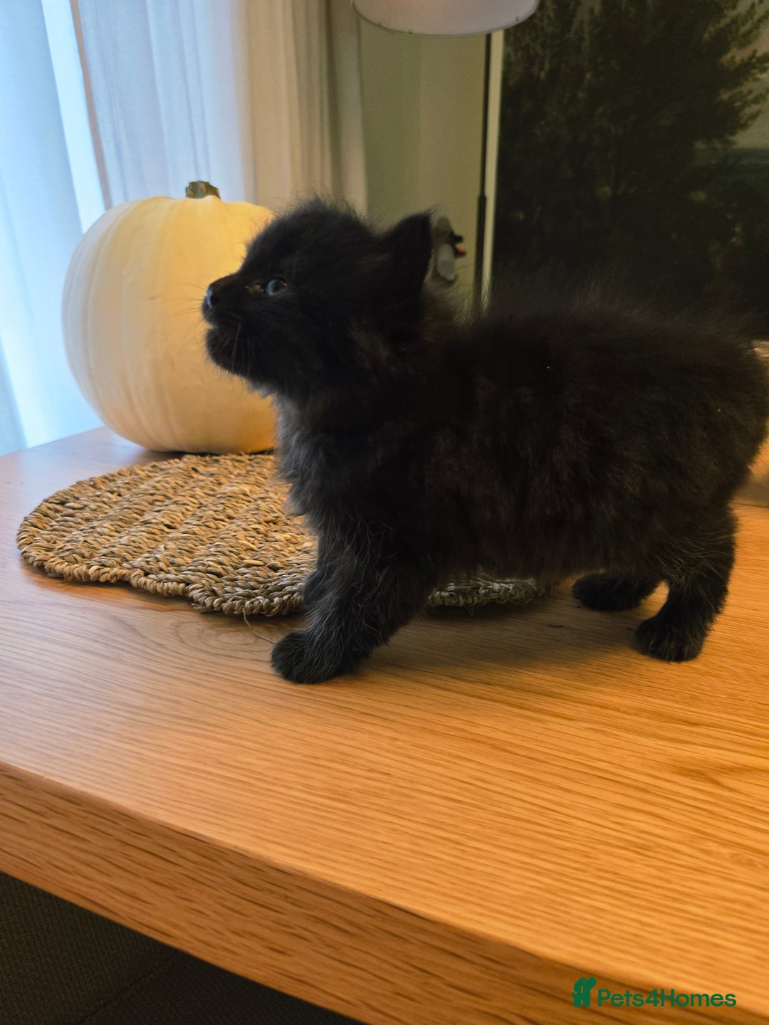 Mixed Breed cats for sale: Mixed black female kittens  - Image 5