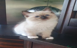 Ragdoll cats for sale: Ragdoll kittens Linx & Colourpoint - Image 11