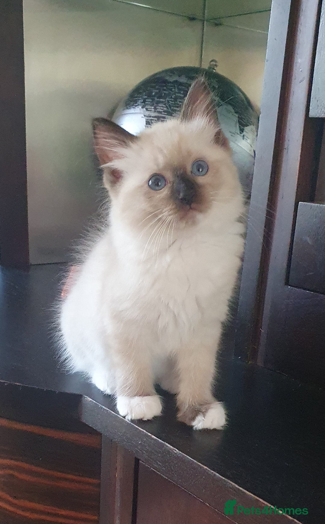 Ragdoll cats for sale: Ragdoll kittens Linx & Colourpoint - Image 11