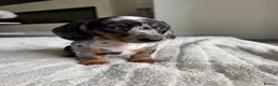 Miniature Dachshund dogs for sale: Miniature dachshund  - Advert 2