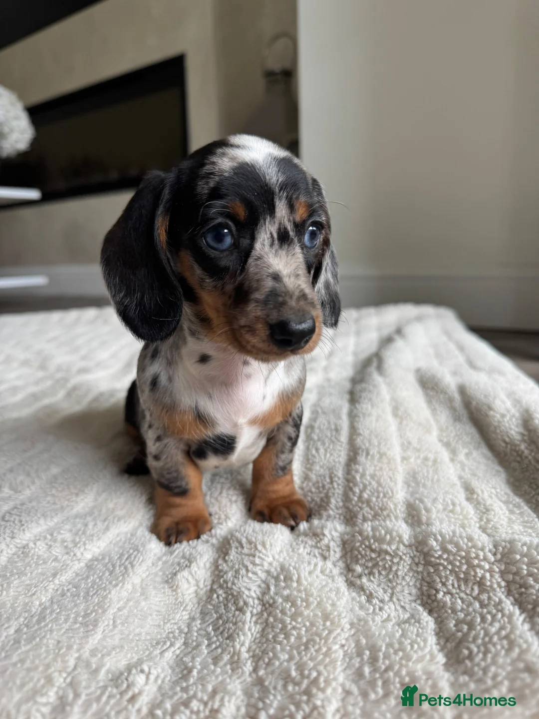 Miniature Dachshund dogs for sale: Miniature dachshund  - Advert 2