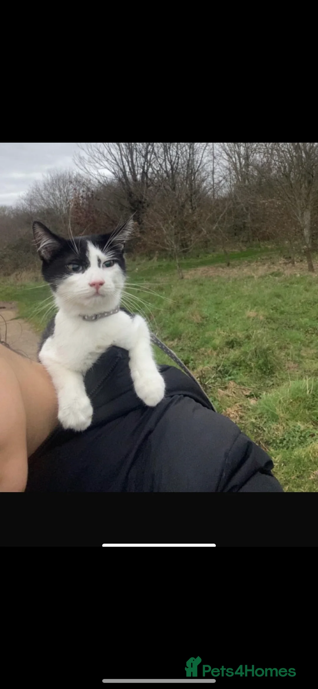Mixed Breed cats for sale: Male kitten 5 months old - Advert 1