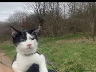 Mixed Breed cats Male kitten 5 months old - Advert 1