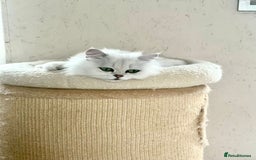 Scottish Fold cats for sale: Scottish Kittens – Fold & Straight – Ready Now - Image 30