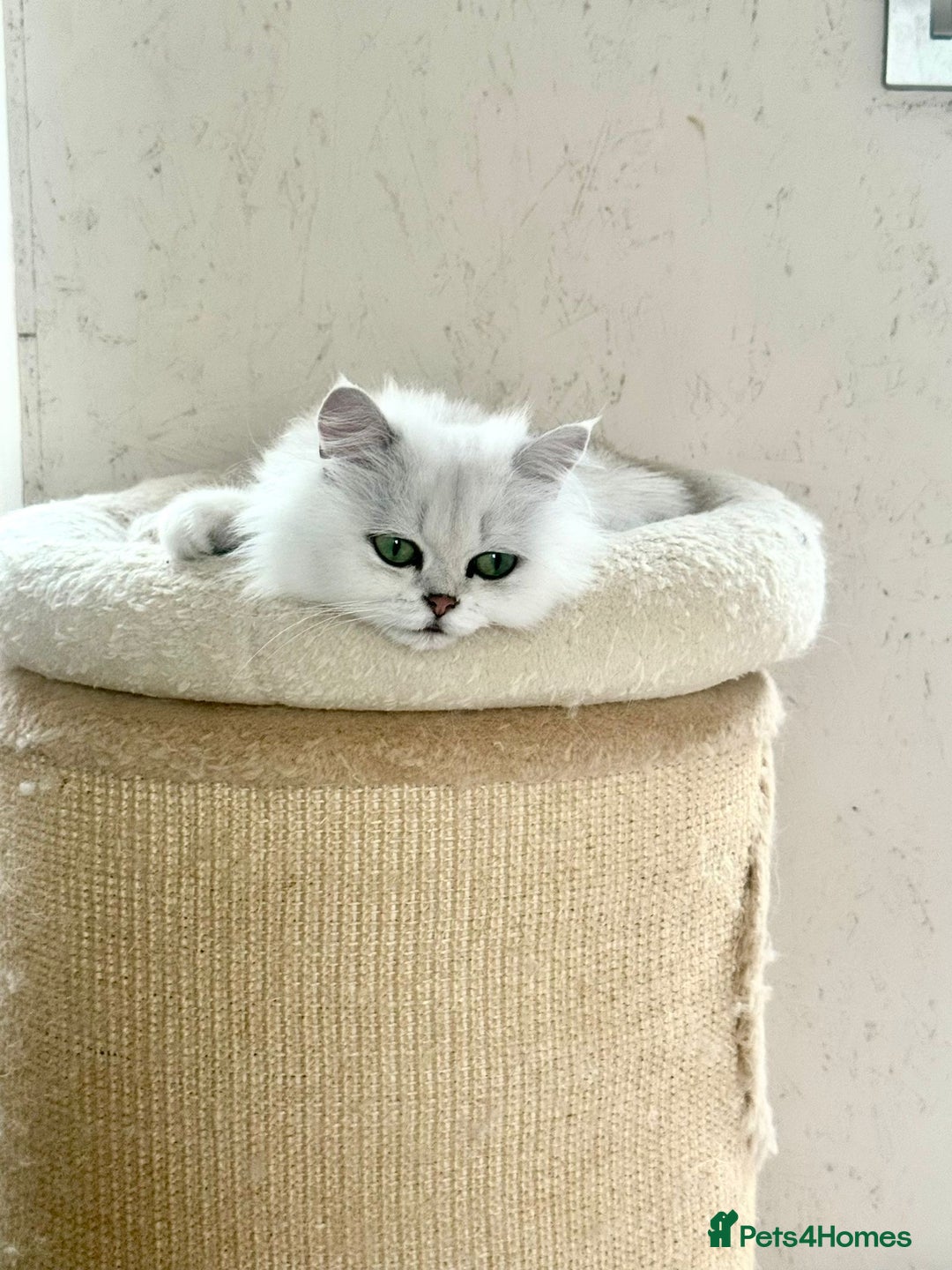 Scottish Fold cats for sale: Scottish Kittens – Fold & Straight – Ready Now - Image 30
