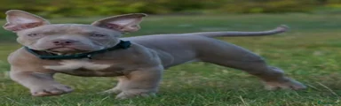 American Bully 2