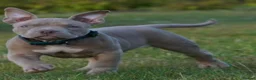 American Bully dogs for sale: Lushion x LaGerza Pocket Bully Puppies  - Advert 3