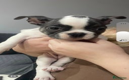 French Bulldog dogs for sale: French Bulldog puppies 10 weeks old - Image 6
