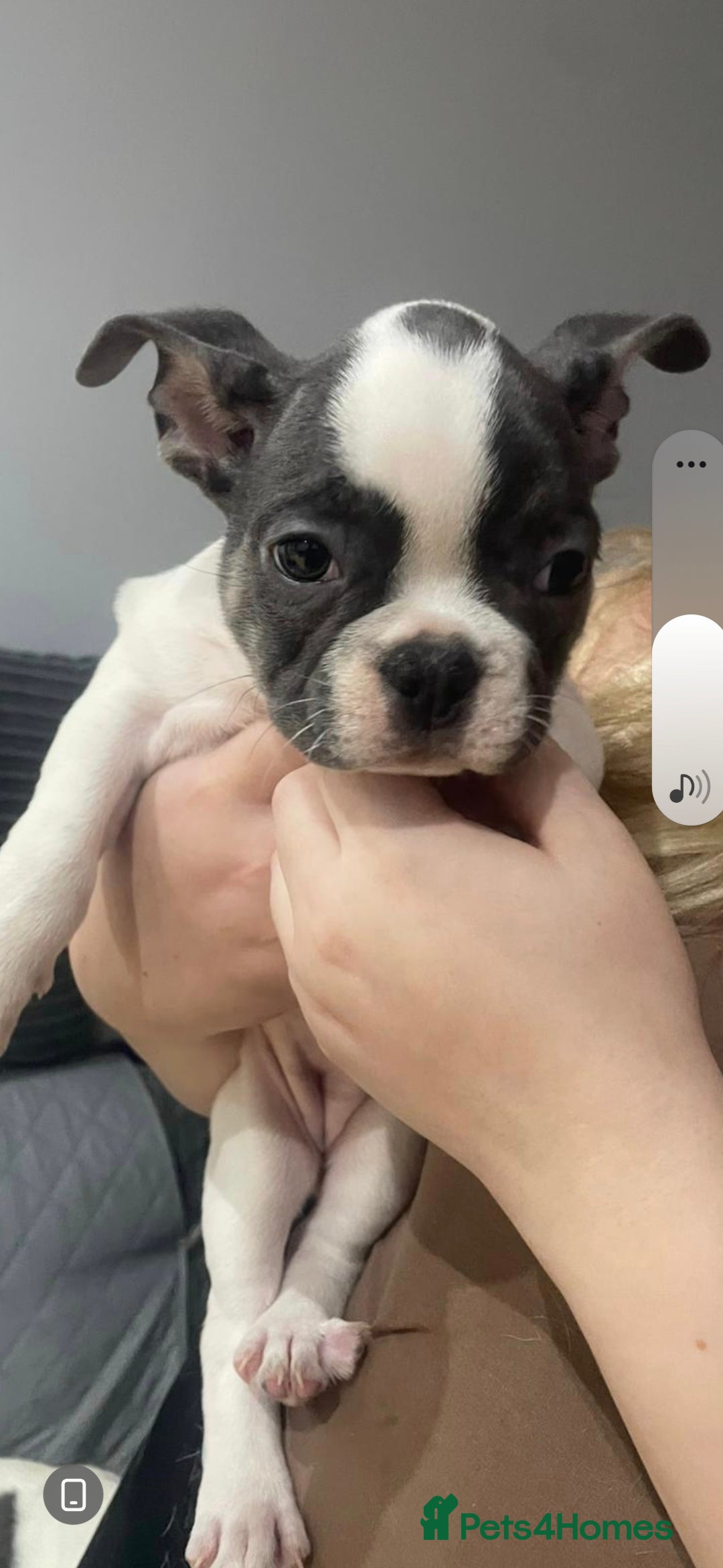 French Bulldog dogs for sale: French Bulldog puppies 10 weeks old - Image 6