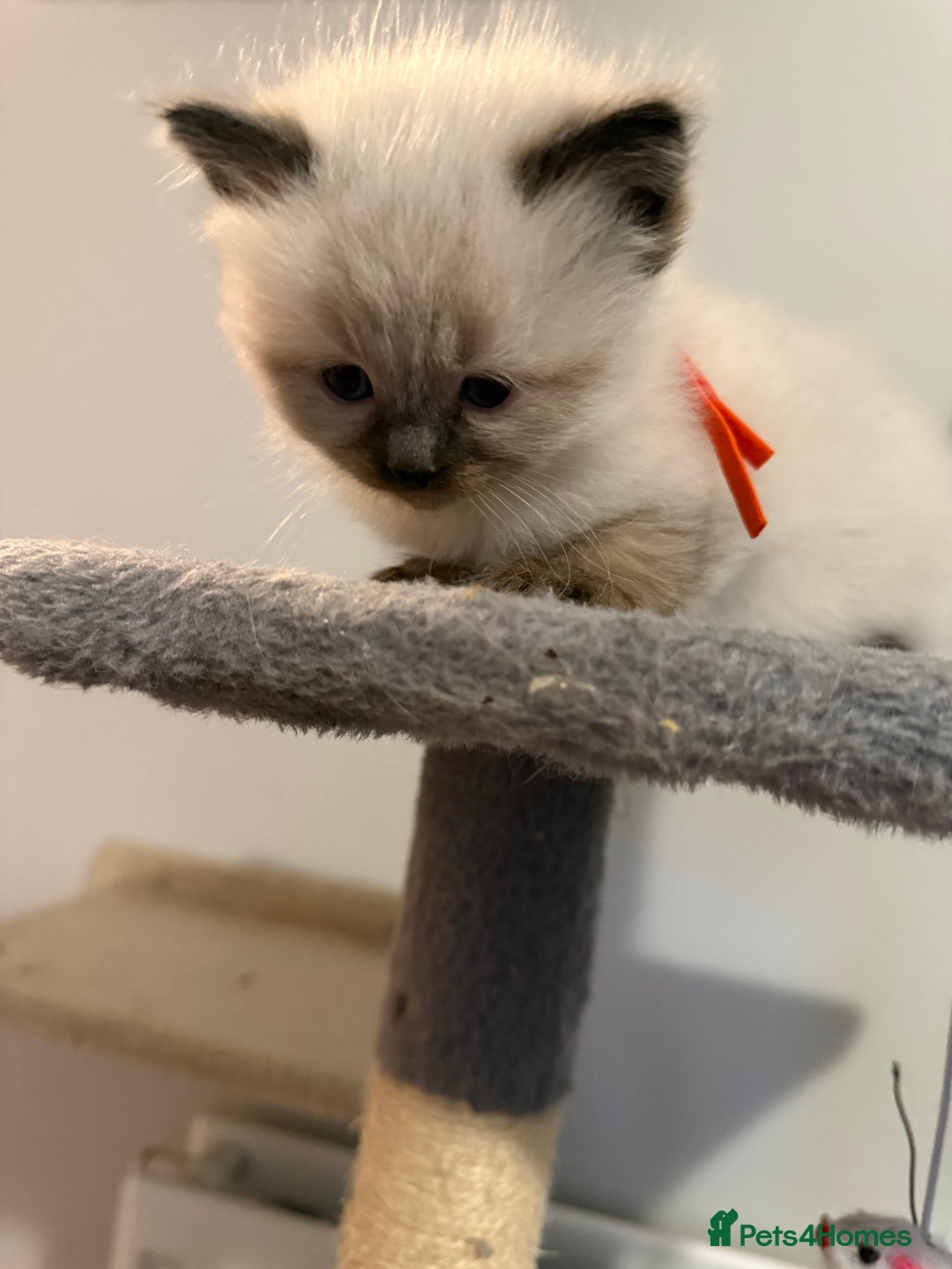 Ragdoll cats for sale: Ragdoll - Advert 5