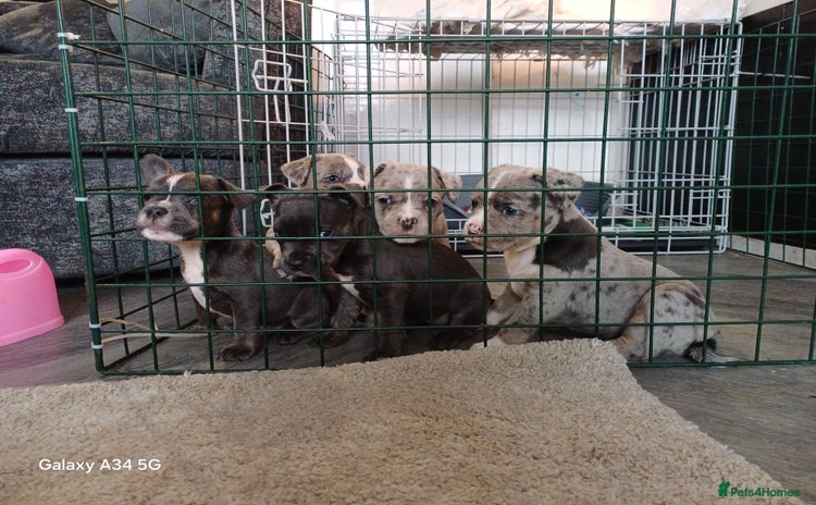 Mixed Breed dogs - Advert 7