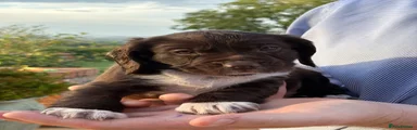 Sprocker 5