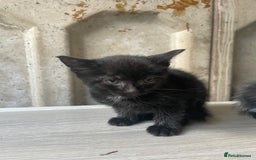 Domestic Shorthair cats for sale: Cute little domestic kittens  - Image 2