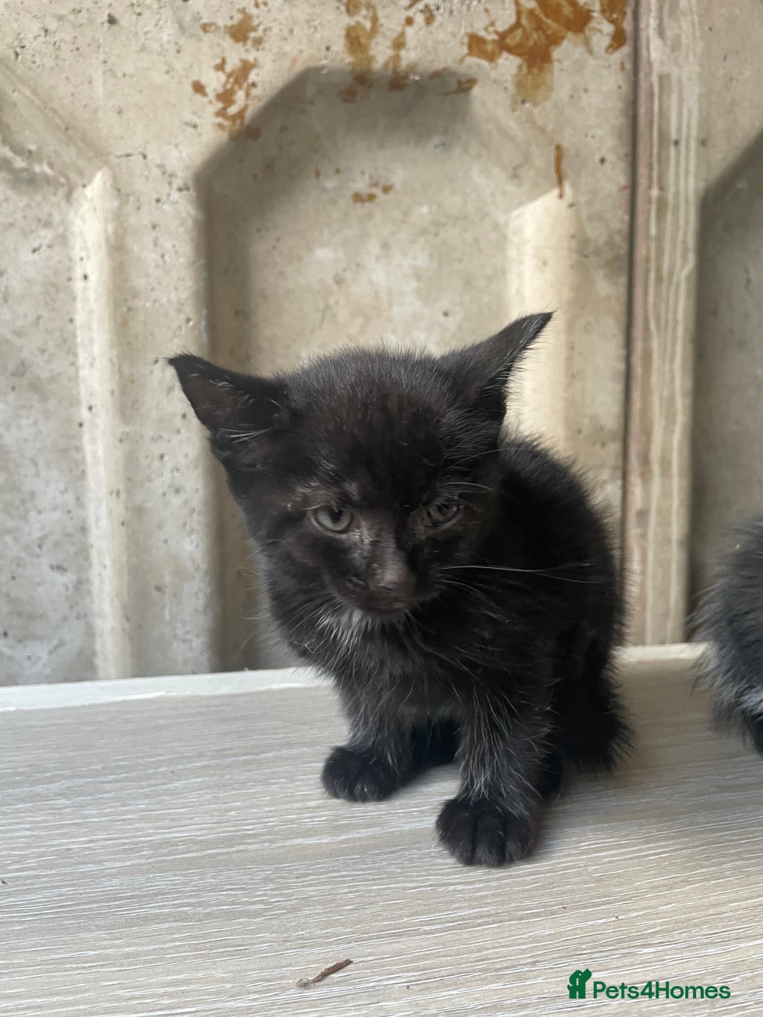 Domestic Shorthair cats for sale: Cute little domestic kittens  - Image 2