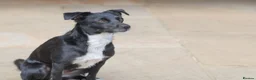 Mixed Breed dogs for adoption: Very friendly Remy - Advert 23