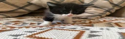 Mixed Breed cats for sale: Beautiful Kittens in Abertillery - Advert 4