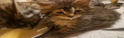 Mixed Breed cats for sale: Last female - mix Mainecoon - Advert 1