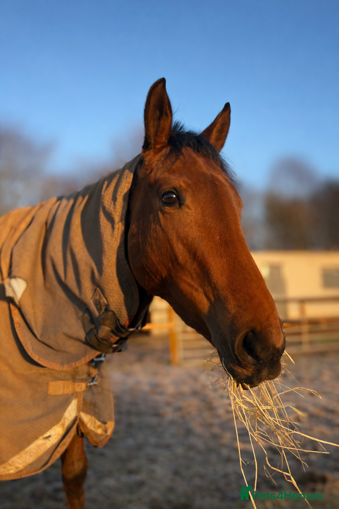 English Thoroughbred horses for sale: Bella bay 3 year old filly - Advert 6