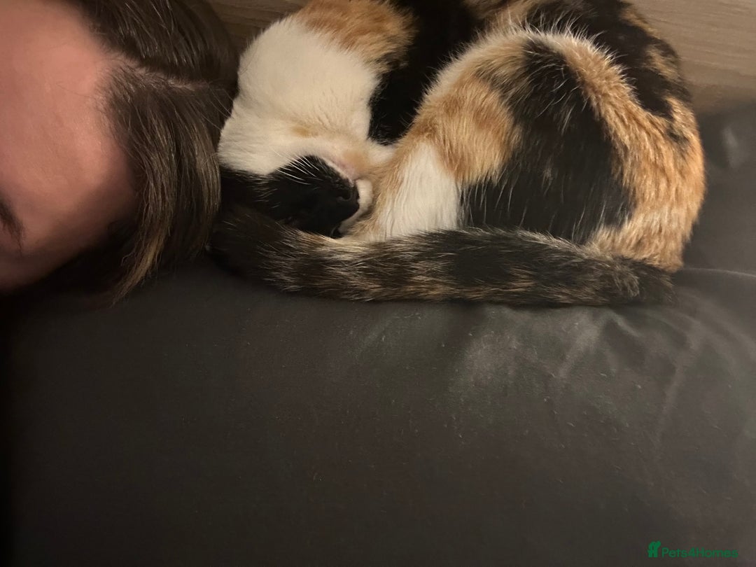 British Shorthair cats for sale: Tigga - Advert 4