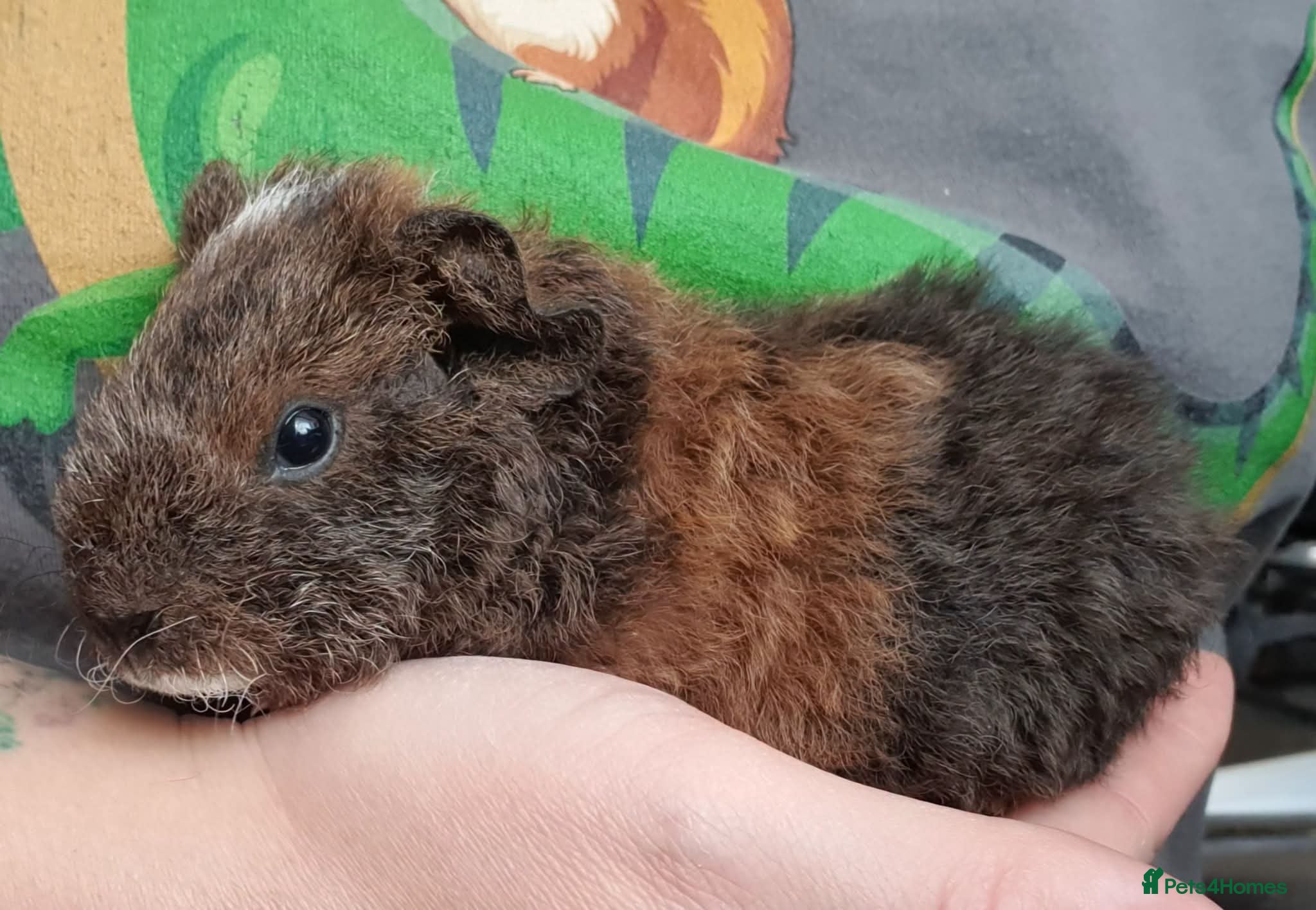 Guinea Pig rodents Beautiful guinea pigs  - Advert 2