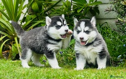 Pomsky dogs for sale:  Beautiful F2b Pomsky Puppies – Health Tested - Image 8
