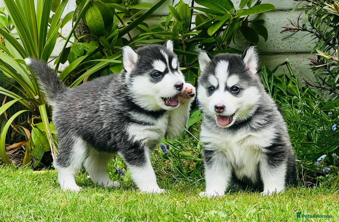 Pomsky dogs for sale:  Beautiful F2b Pomsky Puppies – Health Tested - Image 8
