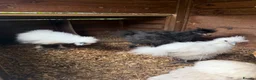 Chickens poultry for sale: Silkie Chickens, Chicks & Hatching Eggs Available - Advert 4
