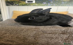 Mixed Breed rabbits for sale: Baby bunnies for sale - Image 7