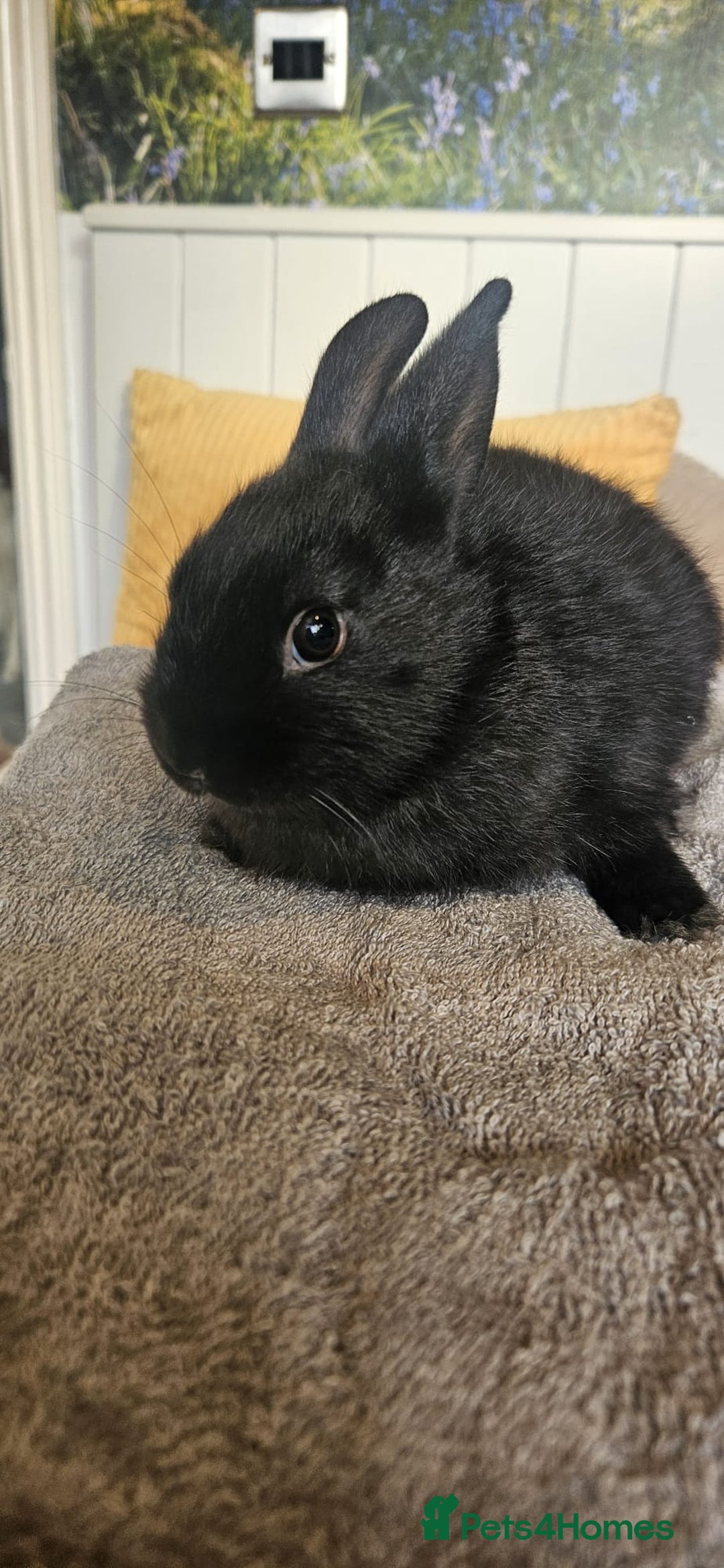 Mixed Breed rabbits for sale: Baby bunnies for sale - Image 7