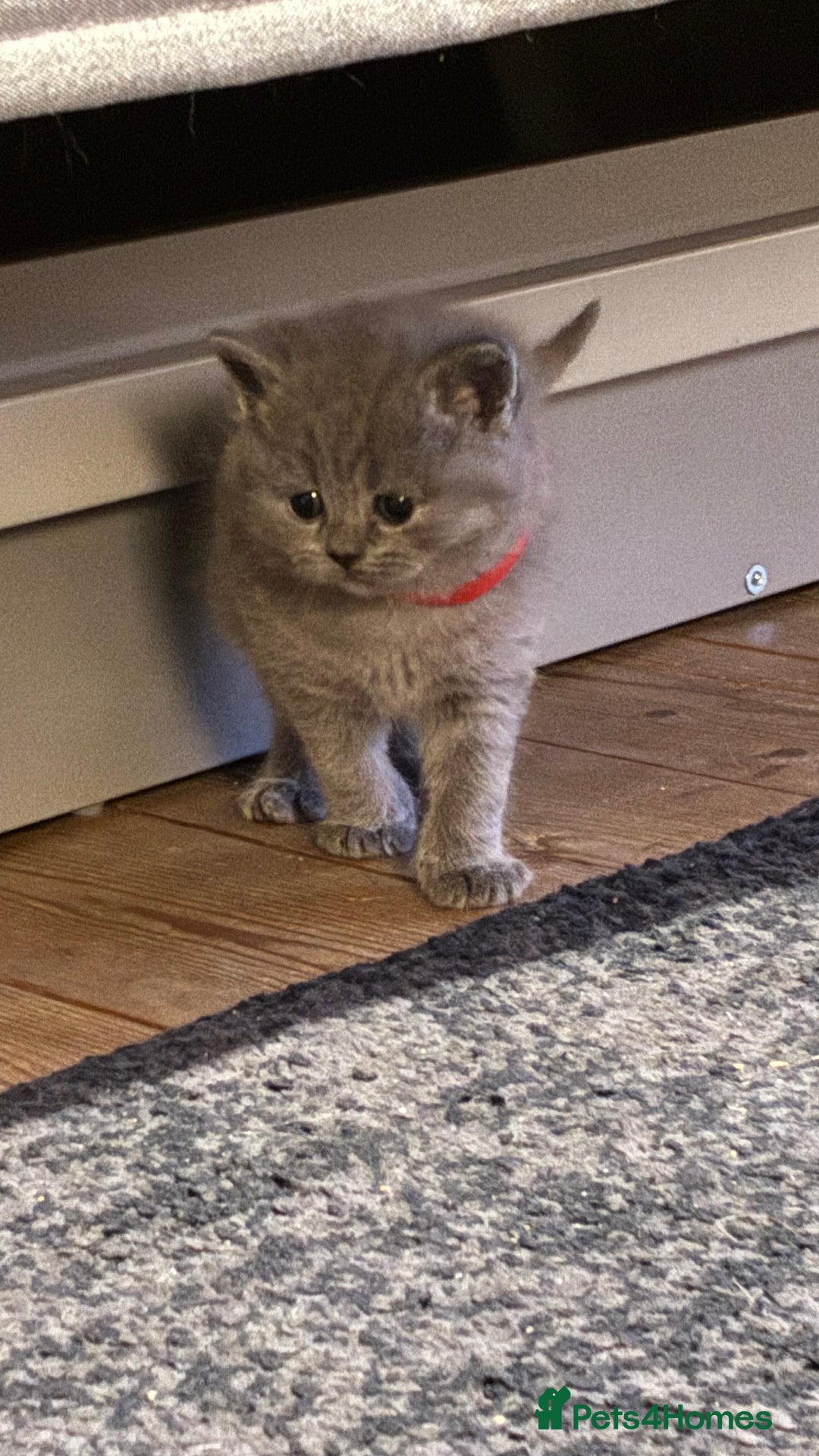 Scottish Fold cats for sale: 6 beautiful Scottish fold kittens - Advert 21