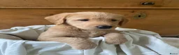 Labradoodle dogs for sale: Miniature Labradoodle  - Advert 13