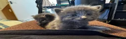 Russian Blue cats for sale: Mixed blue Russian kittens - Advert 11
