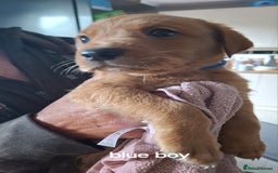 Labrador Retriever dogs for sale: Mix of fox red and yellow labrador puppies - Image 3
